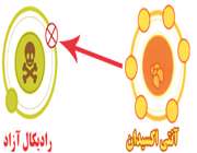 آنتی اکسیدان و رادیکال آزاد