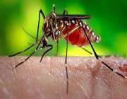 dengue is transmitted by the bite of female mosquitoes and causes severe pain.