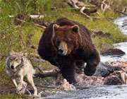битва медведя с волками