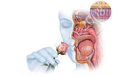 دمای نوشیدنی ها چه اثری بر حس چشایی دارد؟ - جلسه هفتم
