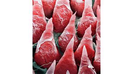 دمای نوشیدنی ها چه اثری بر حس چشایی دارد؟ - جلسه پنجم