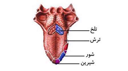 دمای نوشیدنی ها چه اثری بر حس چشایی دارد؟ - جلسه پنجم