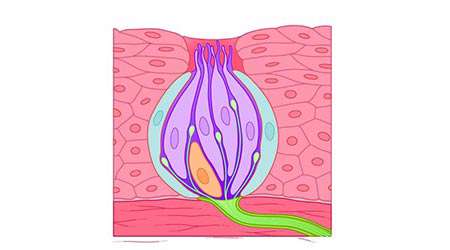 دمای نوشیدنی ها چه اثری بر حس چشایی دارد؟ - جلسه پنجم