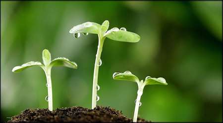 هومون های موثر در گیاهان
