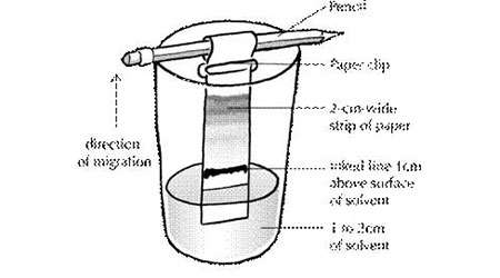 کروماتوگرافی کاغذی