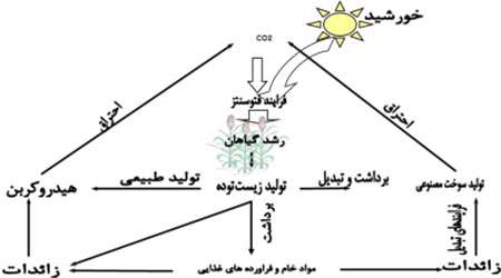 فن آوريهاي بيوانرژي چيست ؟