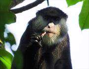 зоологи впервые застукали обезьян за поеданием летучих мышей
