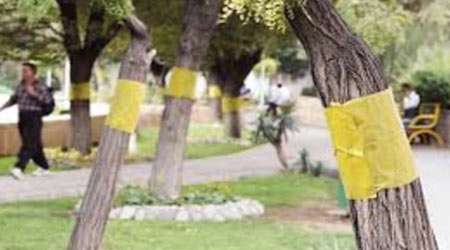 از بین بردن مگس های سفید