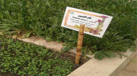 تولید کود خانگی و استفاده در گیاهان دارویی دستاورد برتر دبستان سروش هدایت