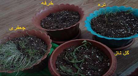 بررسی آلودگی هوای تهران بر میزان تخریب dna گیاهان مختلف