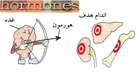 چگونگی عمل هورمون ها