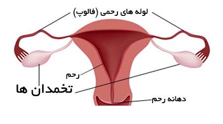 تخمدان