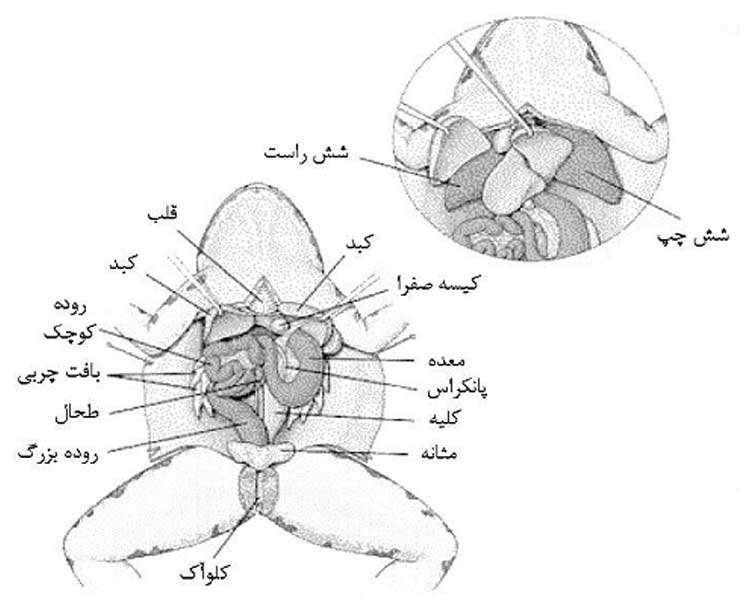 اثر دما بر دگردیسی قورباغه، بخش دوم 