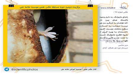 تمام آنچه لازم است برای یک پژوهش زیست شناسی خوب بدانیم...، جلسه ششم