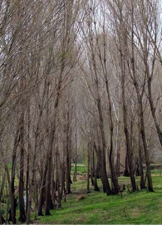سرابی که خانه مارهای آبی است