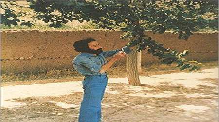 عكاسی روایتی