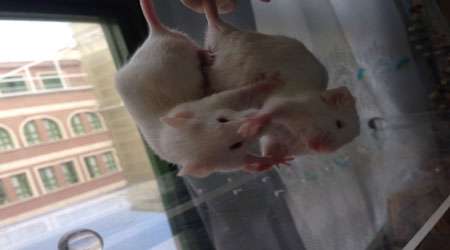 تاثیرات موسیقی بر روی جانوران