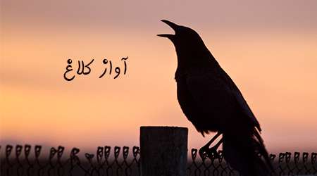 آواز کلاغ