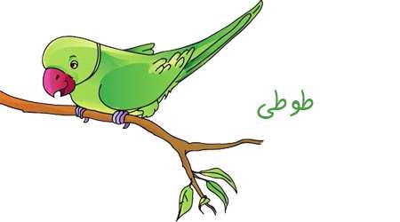طوطی