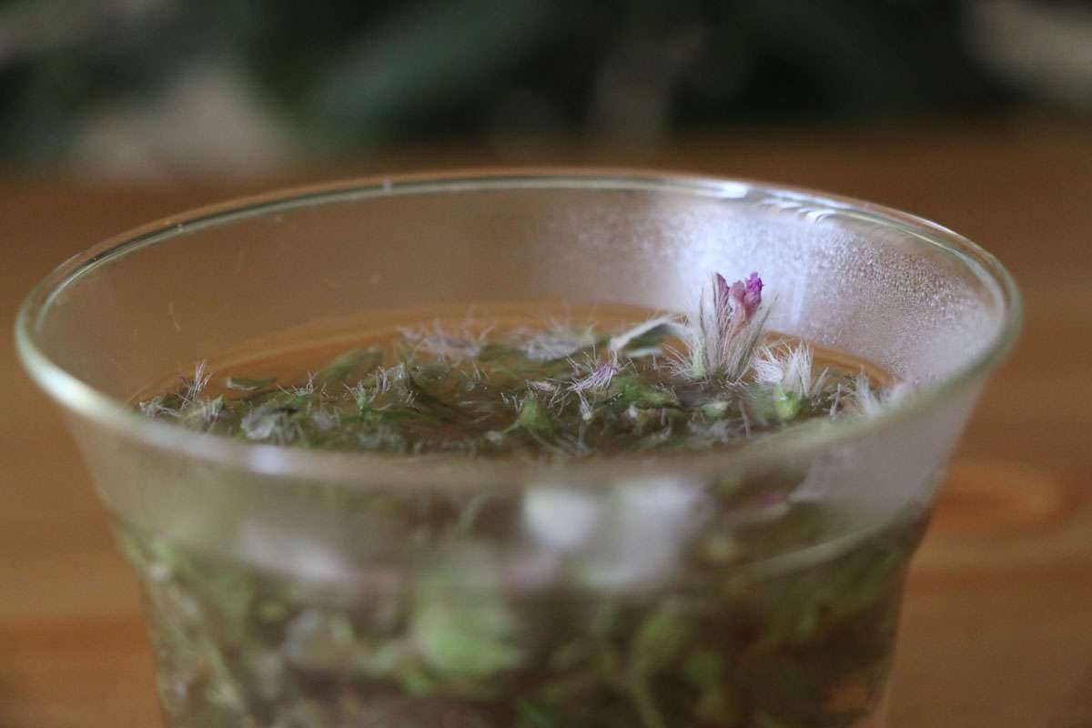 دمنوش چای کوهی