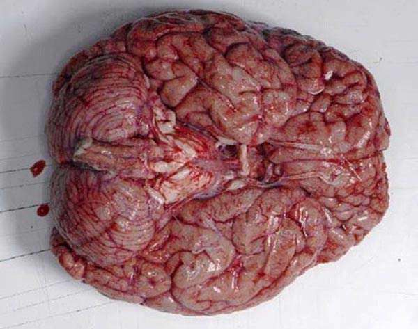 ۱۰ باور غلط در مورد مغز انسان - بخش اول 