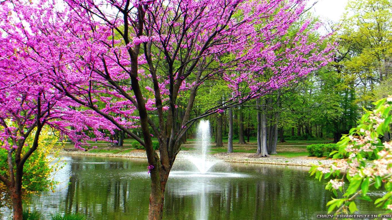بهار، طبیعت، شکوفه