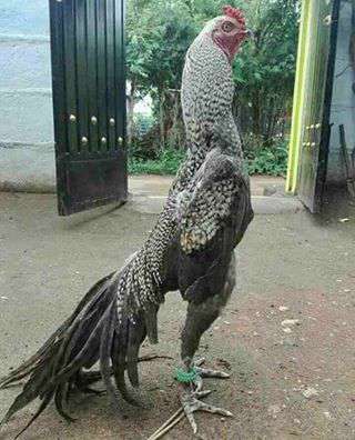 جستجوی فیلم