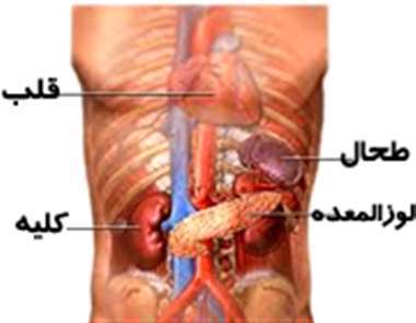 طحال - لوزالمعده