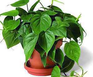 گل آپارتمانی