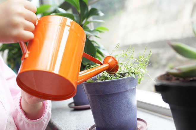 گل آپارتمانی