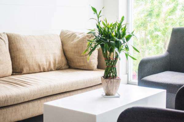 گل آپارتمانی