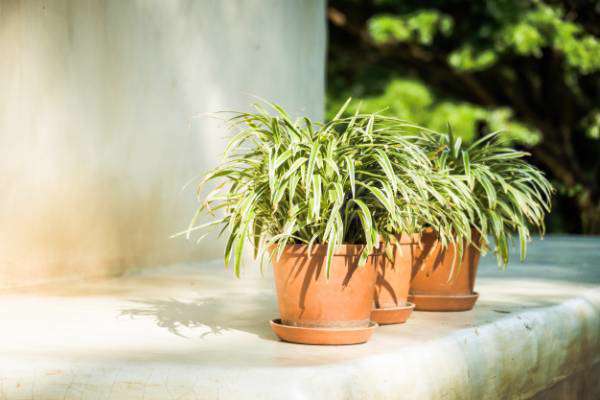 گل آپارتمانی