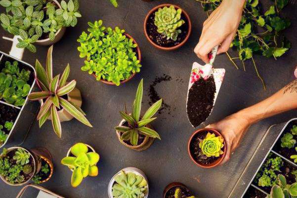 گل آپارتمانی