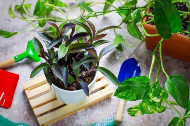 گل آپارتمانی