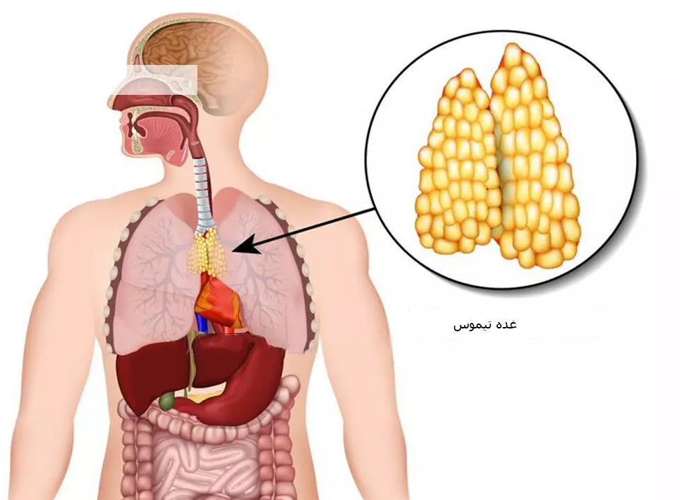 غده تیموس  ، غدد داخلی ،  غدد درون ریز   ، غدد آندوکرین ،