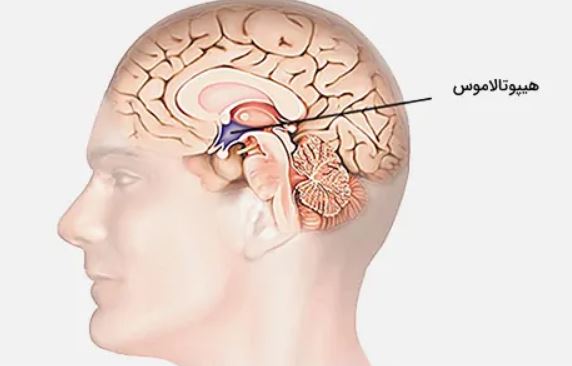 هیپوتالاموس   غدد داخلی   غدد درون ریز   غدد آندوکرین