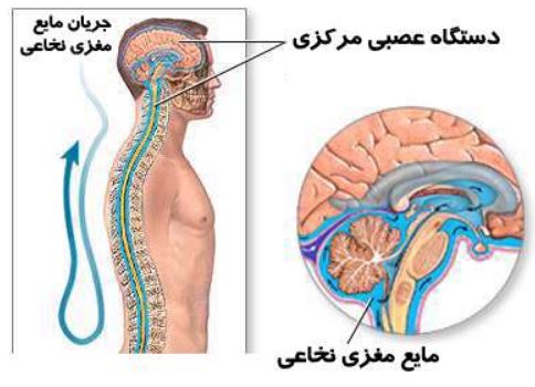 مایع مغزی نخاعی ،  سیستم عصبی مرکزی ، دستگاه عصبی مرکزی،