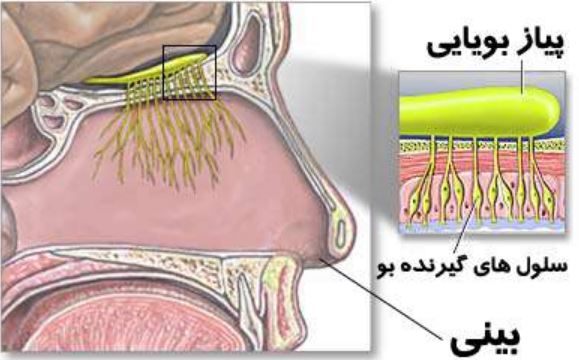 بهبود حس بویایی ،  بینی ،