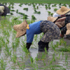 femme dans des champs de riz