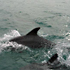 تصاوير دلفين ها در سواحل جزيره هنگام ، دلفين هادر خليج فارس