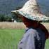 rizières de la province de golestan