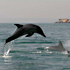 تصاوير دلفين ها در سواحل جزيره هنگام ، دلفين هادر خليج فارس
