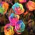 des roses à sept couleurs