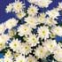 chrysanthème blanche