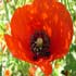 coquelicot