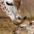 l’amour maternel chez les animaux