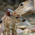 l’amour maternel chez les animaux