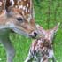 l’amour maternel chez les animaux