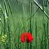 lurestan field poppy 