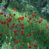 lurestan field poppy (part 1)